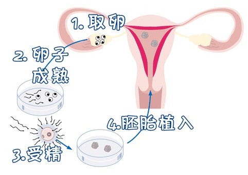 胚胎实验室